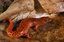 Red Salamander (Pseudotriton ruber), native to the southeastern United States