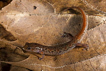 Ocoee Salamander (Desmognathus ocoee) juvenile, native to the southeastern United States