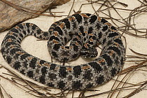 Pygmy Rattlesnake (Sistrurus miliarius), native to the United States