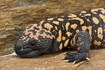 Gila Monster (Heloderma suspectum), native to the southwestern United States and northwestern Mexico