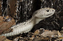 Southern Pinesnake (Pituophis melanoleucus mugitus), native to the southeastern United States