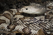 Southern Pinesnake (Pituophis melanoleucus mugitus), native to the southeastern United States