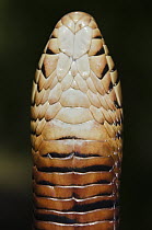 Eastern Indigo Snake (Drymarchon corais couperi) juvenile chin shield, native to the eastern United States
