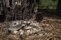 Southern Pinesnake (Pituophis melanoleucus mugitus) in pine needles, native to the southeastern United States