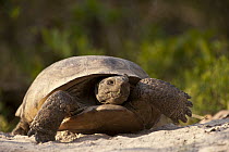 Florida Gopher Tortoise (Gopherus polyphemus) female, Georgia