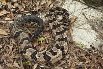Timber Rattlesnake (Crotalus horridus), native to the southeastern United States