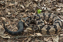 Timber Rattlesnake (Crotalus horridus) in defensive posture showing rattle, native to the southeastern United States