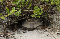 Florida Gopher Tortoise (Gopherus polyphemus) female going into burrow, Georgia