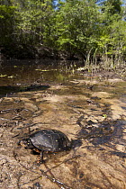 Spotted Turtle (Clemmys guttata) in wetland, native to the eastern United States