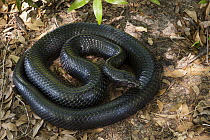 Eastern Indigo Snake (Drymarchon corais couperi), native to the eastern United States
