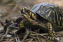 Eastern Box Turtle (Terrapene carolina), native to the eastern United States