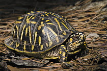 Eastern Box Turtle (Terrapene carolina), native to the eastern United States