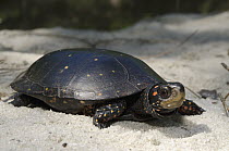 Spotted Turtle (Clemmys guttata), native to the eastern United States