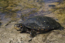 Spotted Turtle (Clemmys guttata), native to the eastern United States