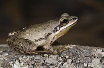 Spring Peeper (Pseudacris crucifer) frog, native to the eastern United States