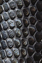 Eastern Indigo Snake (Drymarchon corais couperi) scales, native to the southeastern United States