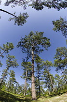 Longleaf Pine (Pinus palustris) forest, Georgia