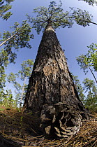 Longleaf Pine (Pinus palustris) tree with cone at base, Georgia