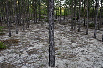 Longleaf Pine (Pinus palustris) forest after fire showing barren understory, Georgia