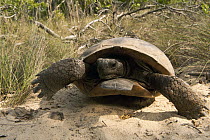 Florida Gopher Tortoise (Gopherus polyphemus) male, Georgia