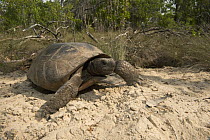 Florida Gopher Tortoise (Gopherus polyphemus) male, Georgia