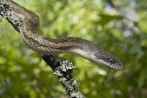 Yellow Rat Snake (Elaphe obsoleta quadrivittata), native to coastal regions of eastern United States