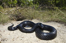 Eastern Indigo Snake (Drymarchon corais couperi) at tortoise burrow, native to the southeastern United States