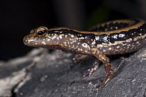 Southern Long-tailed Salamander (Eurycea guttolineata), native to the southeastern United States