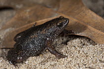 Eastern Narrow-mouthed Toad (Gastrophryne carolinensis), native to the southeastern United States