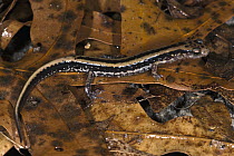 Southern Long-tailed Salamander (Eurycea guttolineata) on leaf litter, native to the southeastern United States