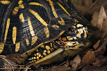 Eastern Box Turtle (Terrapene carolina) retreated in shell, native to the eastern United States