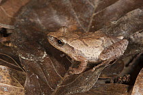 Spring Peeper (Pseudacris crucifer) frog camouflaged on leaves, native to the eastern United States
