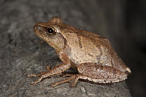 Spring Peeper (Pseudacris crucifer) frog, native to the eastern United States