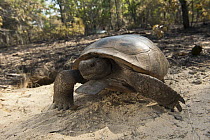 Florida Gopher Tortoise (Gopherus polyphemus) male at burrow after burn, Georgia