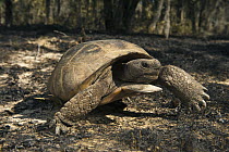 Florida Gopher Tortoise (Gopherus polyphemus) male in burned area, Georgia