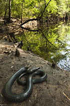 Eastern Indigo Snake (Drymarchon corais couperi) at river, native to the southeastern United States
