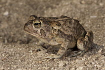 Southern Toad (Bufo terrestris), native to the southeastern United States