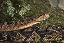 Bushmaster (Lachesis muta) snake, native to South America