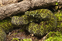 Mangshanen Pit Viper (Trimeresurus mangshanensis) camouflaged on moss, native to China