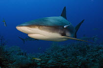 Caribbean Reef Shark (Carcharhinus perezii), Jardines de la Reina National Park, Cuba