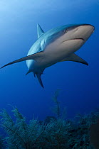 Caribbean Reef Shark (Carcharhinus perezii), Jardines de la Reina National Park, Cuba