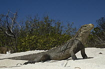 Cuban Iguana (Cyclura nubila) on beach, Jardines de la Reina National Park, Cuba