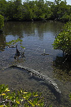 American Crocodile (Crocodylus acutus) in shallow water, Jardines de la Reina National Park, Cuba