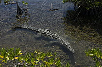 American Crocodile (Crocodylus acutus) in shallow water, Jardines de la Reina National Park, Cuba