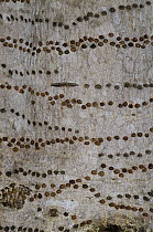 Yellow-bellied Sapsucker (Sphyrapicus varius) holes, Zapata Swamp National Park, Cuba