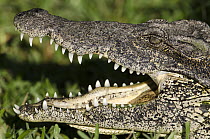 Cuban Crocodile (Crocodylus rhombifer) thermoregulating near Zapata Swamp National Park, Cuba