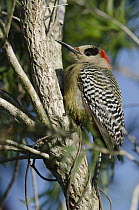West Indian Woodpecker (Melanerpes superciliaris) male, Zapata Swamp National Park, Cuba