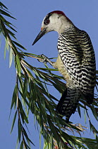 West Indian Woodpecker (Melanerpes superciliaris) female, Zapata Swamp National Park, Cuba