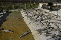 Cuban Crocodile (Crocodylus rhombifer) group in farm near Zapata Swamp National Park, Cuba