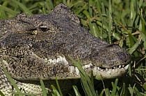 Cuban Crocodile (Crocodylus rhombifer) near Zapata Swamp National Park, Cuba